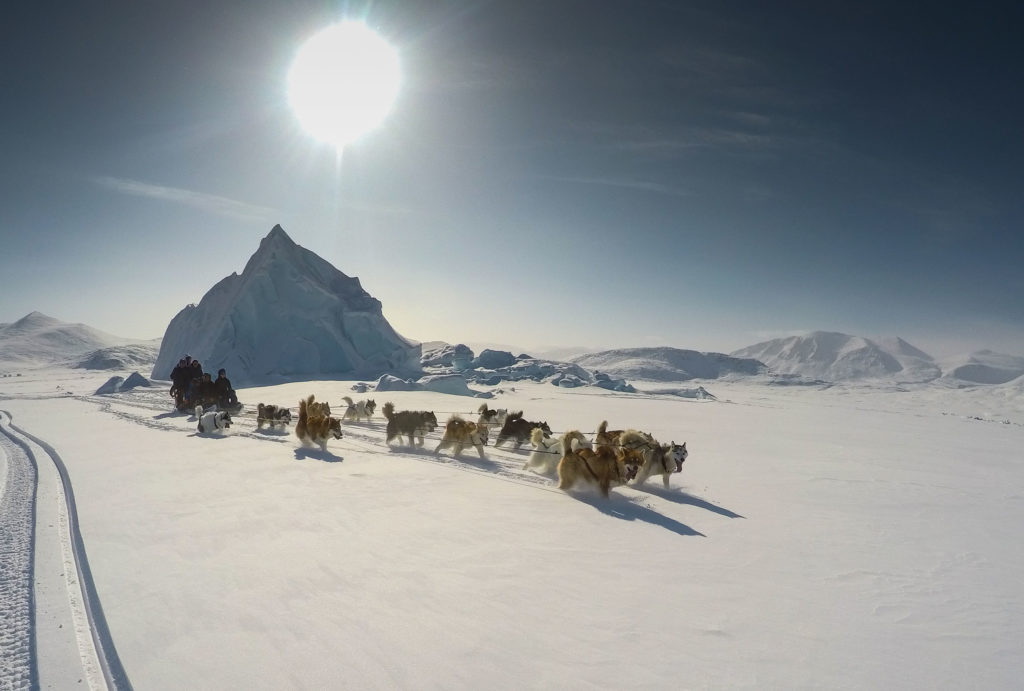 Dogs pulling sleigh in wilderness